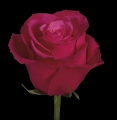 cherry o1